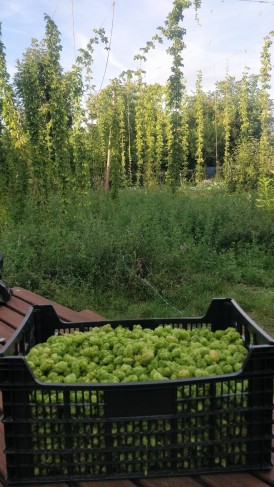 Reboot Microbrasserie