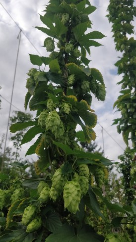 Reboot Microbrasserie
